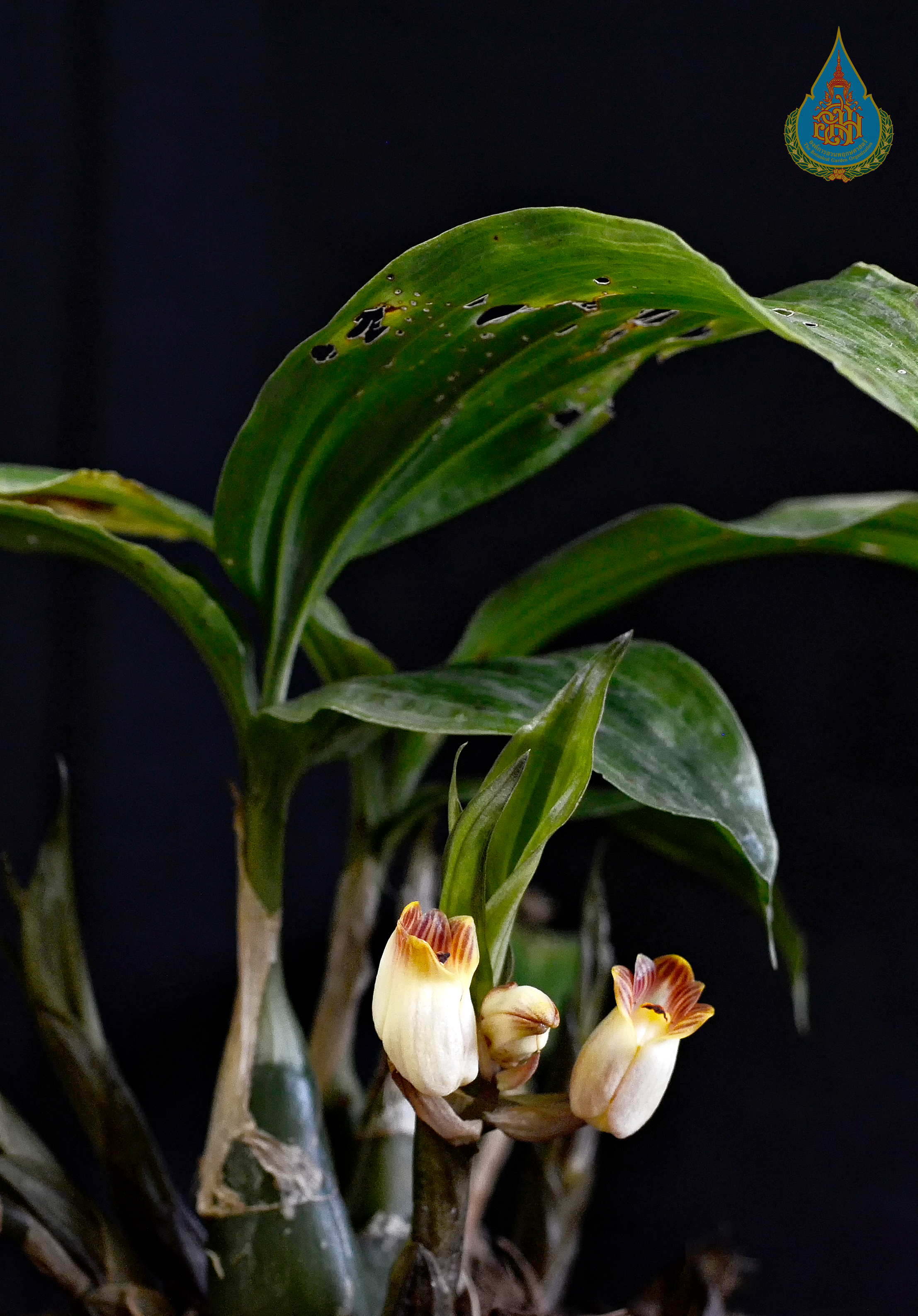 เหยือกน้ำดอย Acanthophippium gougahense (Guillaumin) Seidenf.<br/>ORCHIDACEAE